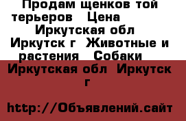 Продам щенков той-терьеров › Цена ­ 6 000 - Иркутская обл., Иркутск г. Животные и растения » Собаки   . Иркутская обл.,Иркутск г.